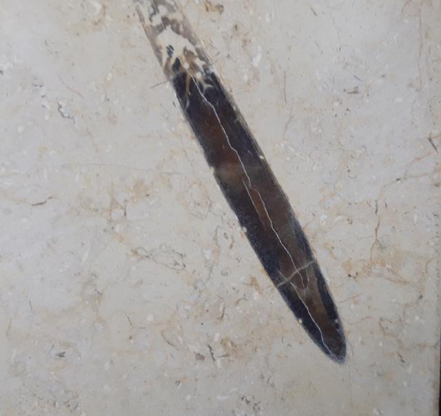 Hibolithes sp. (MONTFORT 1808) - Bild &copy; FossNet FossilienStore